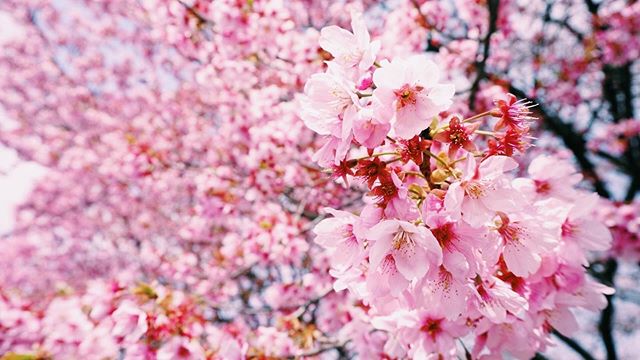 _﻿⁣⁣ ⁣
Here's today's update of  #shootinjapan from AOI Global. Pink cherry blossoms from Shinjuku Gyoen Park.⁣
⁣
There are said to be 600 different types of cherry blossoms. They vary in aspects like form, color, and the number of petals.⁣
⁣
The most common type of cherry tree today is called Somei Yoshino.⁣
Wild cherry blossoms native to Japan are called “Yamazakura”  but most cherry blossoms today have been cultivated over many years for decorative use. ⁣
⁣
#aoiglobal  #shootinglocation  #filmmakinglife  #weeklyinspiration﻿  #springinjapan⁣